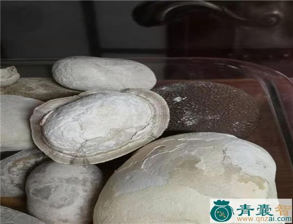 中药材马粪石图片