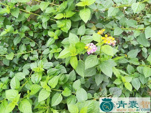 中药材马缨花图片