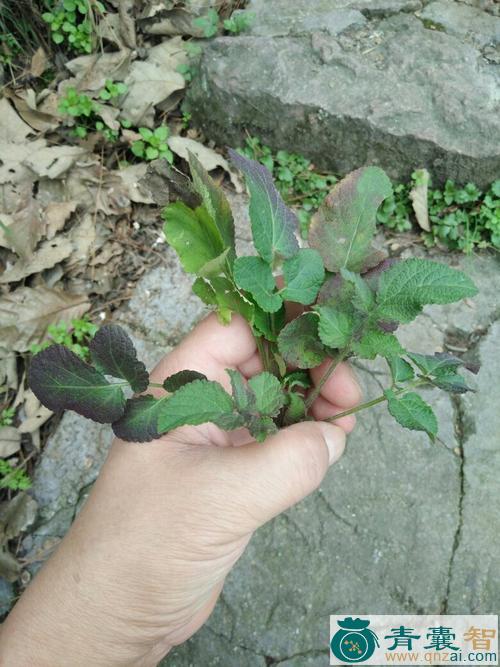 中药材马脚迹图片
