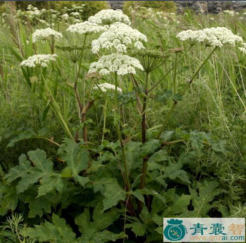 中药材马芹图片