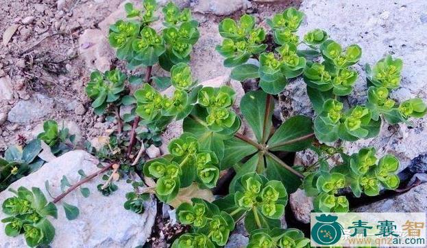 中药材马虎眼图片
