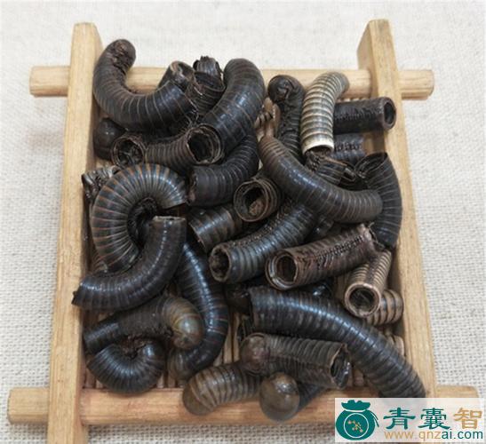 中药材马虱子图片