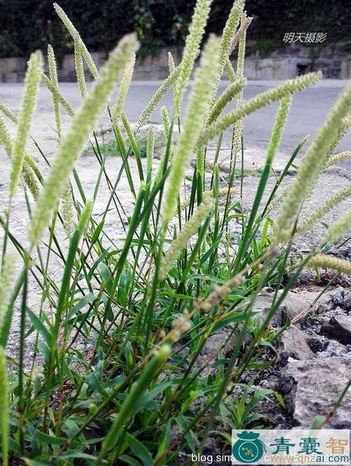 中药材马虱子草图片