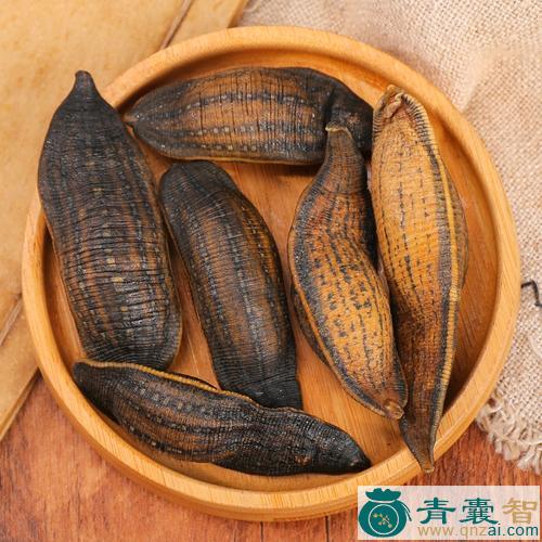 马蜞的性状性味归经以及功效用法和注意事项-青囊智