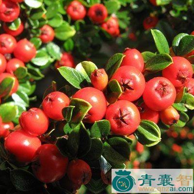 马蝗果的性味归经以及功效用法-青囊智