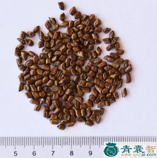 中药材马蹄决明图片