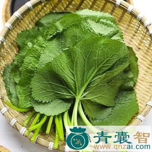 马蹄叶的性状性味归经以及功效用法-青囊智