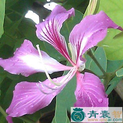 马蹄甲的性味归经以及功效用法-青囊智