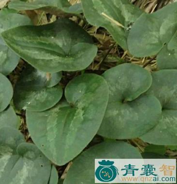 马蹄荷的性状性味归经以及功效用法和注意事项-青囊智