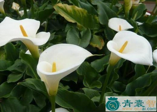 中药材马蹄莲图片