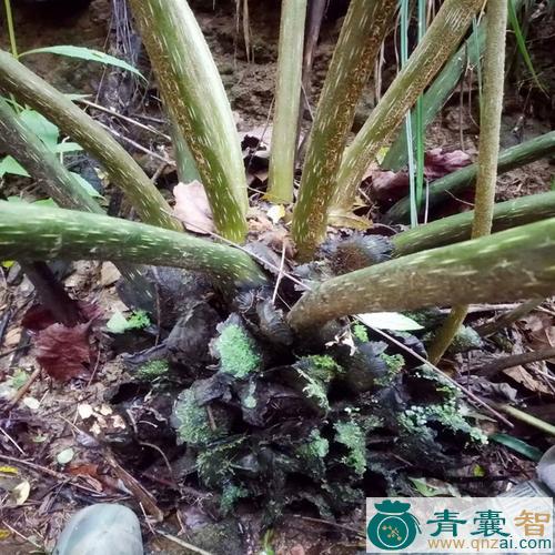 中药材马蹄蕨图片