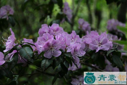 中药材马银花图片
