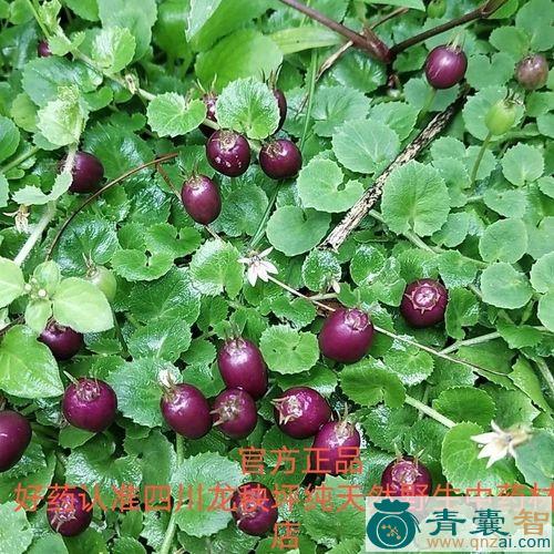 中药材马雹儿子图片