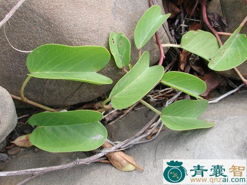中药材马骝藤图片