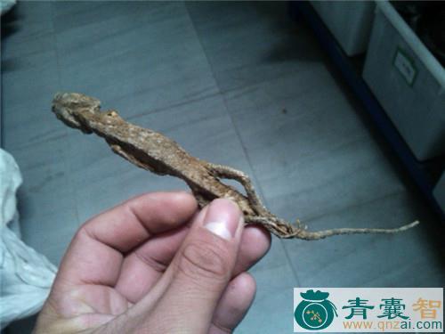 中药材马鬃蛇图片