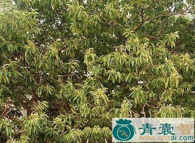 中药材马鬐膏图片