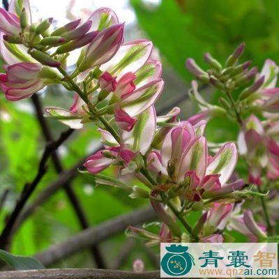 中药材马鹿花图片