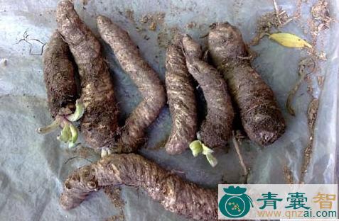 中药材马黄七图片