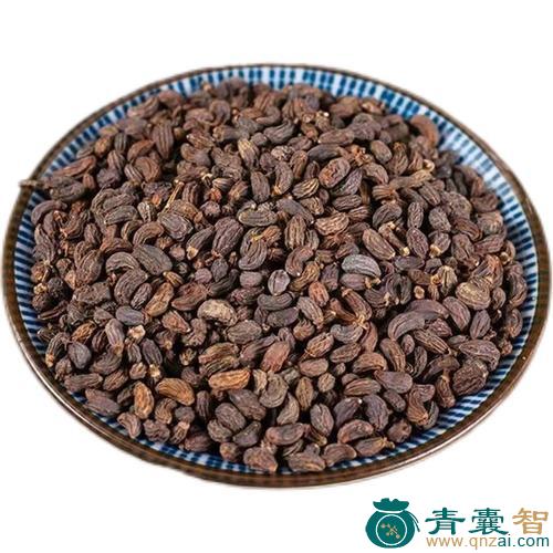 马龙女贞的性味归经以及功效用法-青囊智