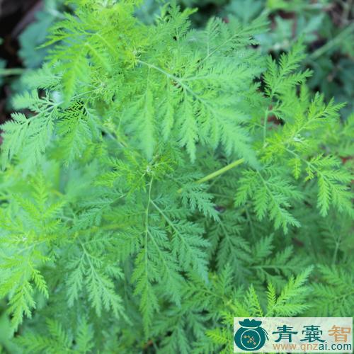 中药材驱虫草图片