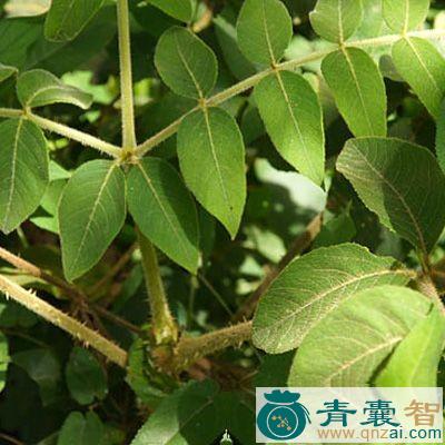 驱风通的性味归经以及功效用法-青囊智