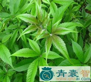 中药材驳筋树图片