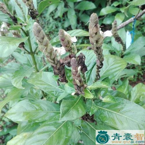 驳骨软丝莲的性味归经以及功效用法和注意事项-青囊智