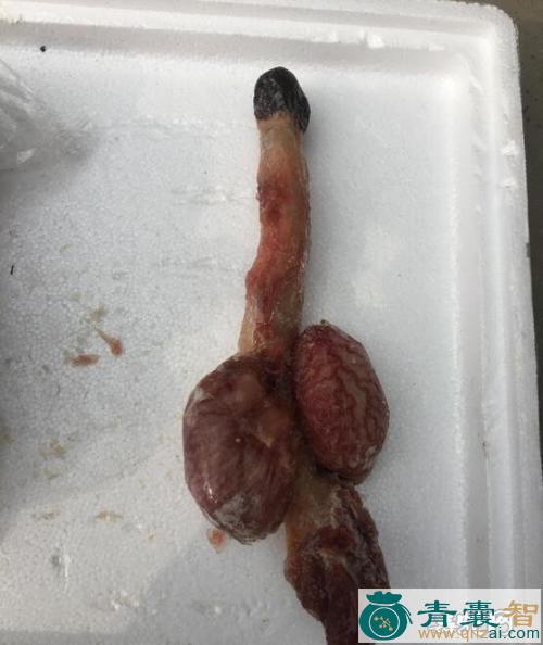 中药材驴阴茎图片