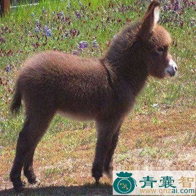 中药材驹胞衣图片