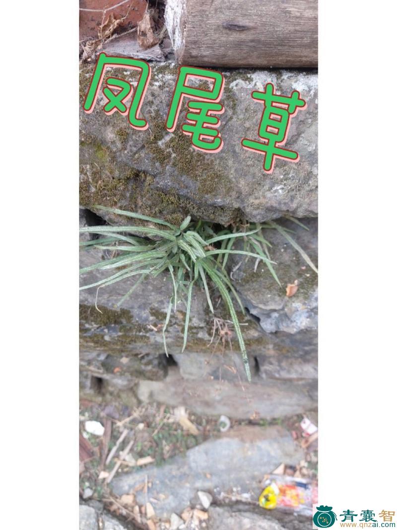 骟鸡尾草的性味归经以及功效用法-青囊智