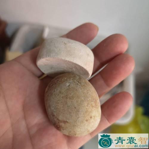 中药材骡宝图片