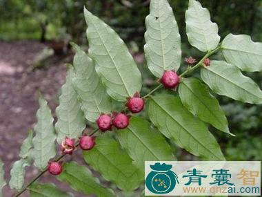中药材高山栲图片