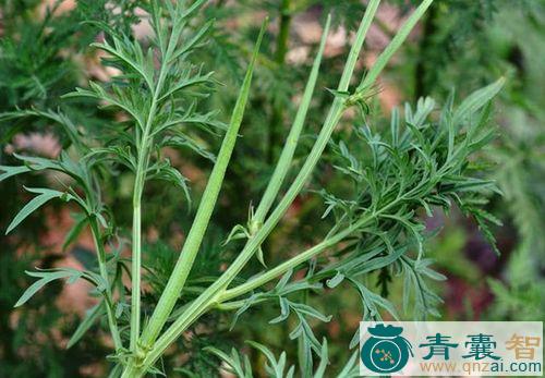高山独角蒿的性味归经以及功效用法-青囊智