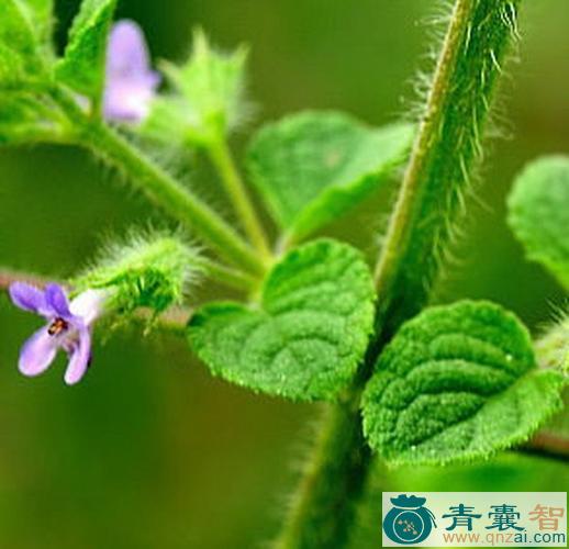 中药材高山羊不吃图片