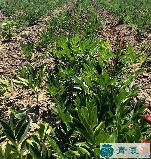 中药材高山辣椒图片
