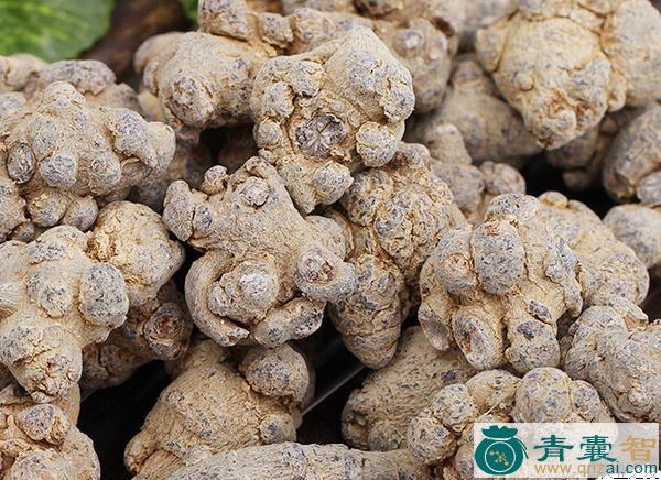 中药材高粱七图片