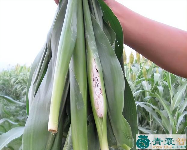 高粱乌米的性状性味归经以及功效用法-青囊智