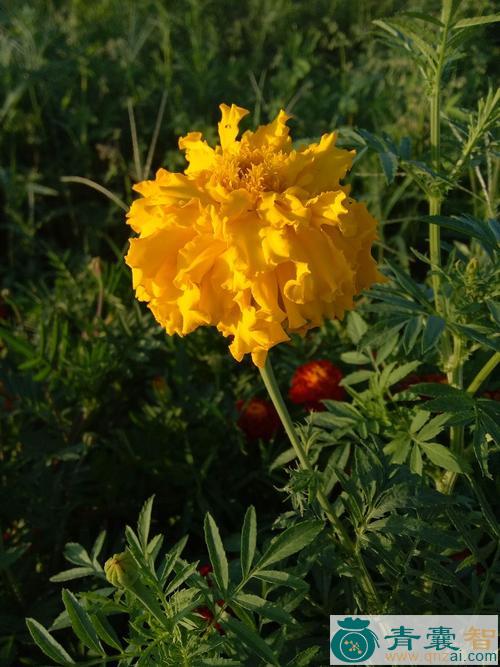 中药材高粱菊图片