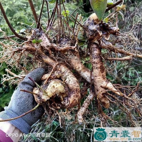 中药材高脚红缸图片