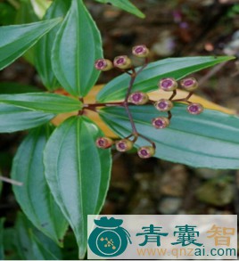 中药材高脚落山箕图片