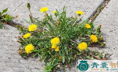 中药材高脚蒲公英图片