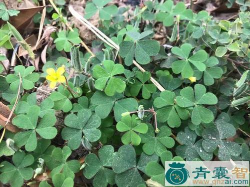 中药材高脚酸味草图片