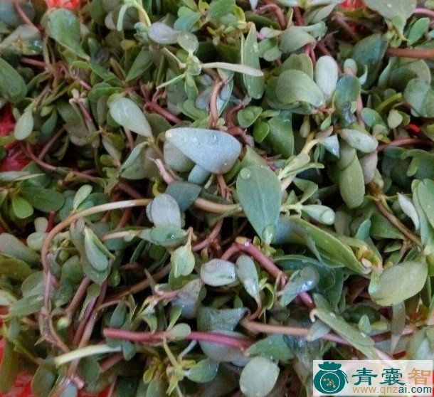 中药材高脚鼠耳菜图片