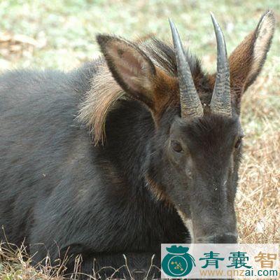 中药材鬣羚图片