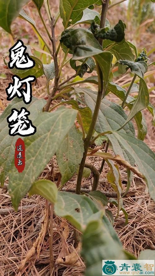 中药材鬼灯笼图片