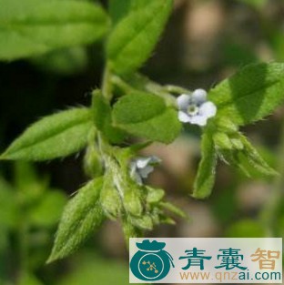 中药材鬼点灯图片
