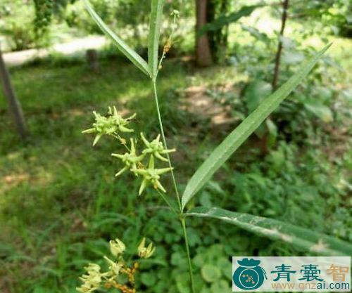 中药材鬼都邮图片