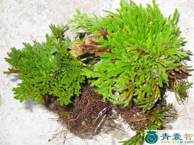 中药材魂筒草图片