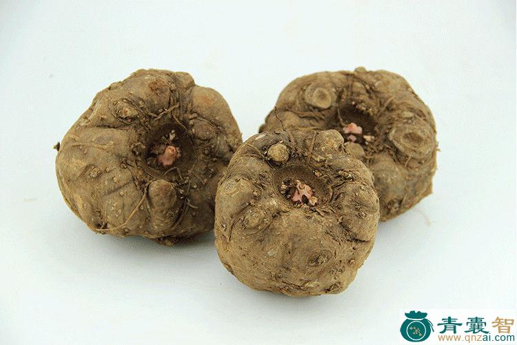 中药材魔芋图片