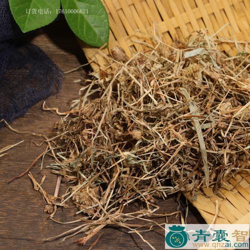 中药材鱼公草图片